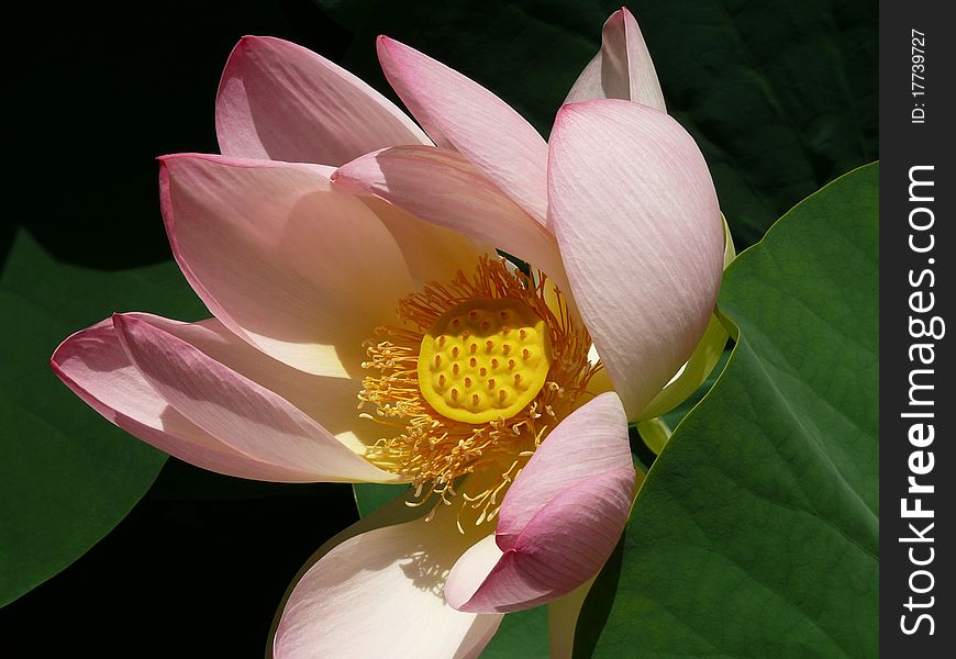 Pink water lily on the lake in the Alps