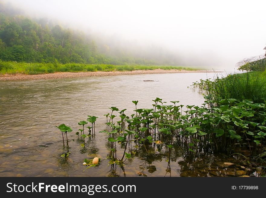 Mountain river and forest in fog at dawn. Stones in the foreground in the water