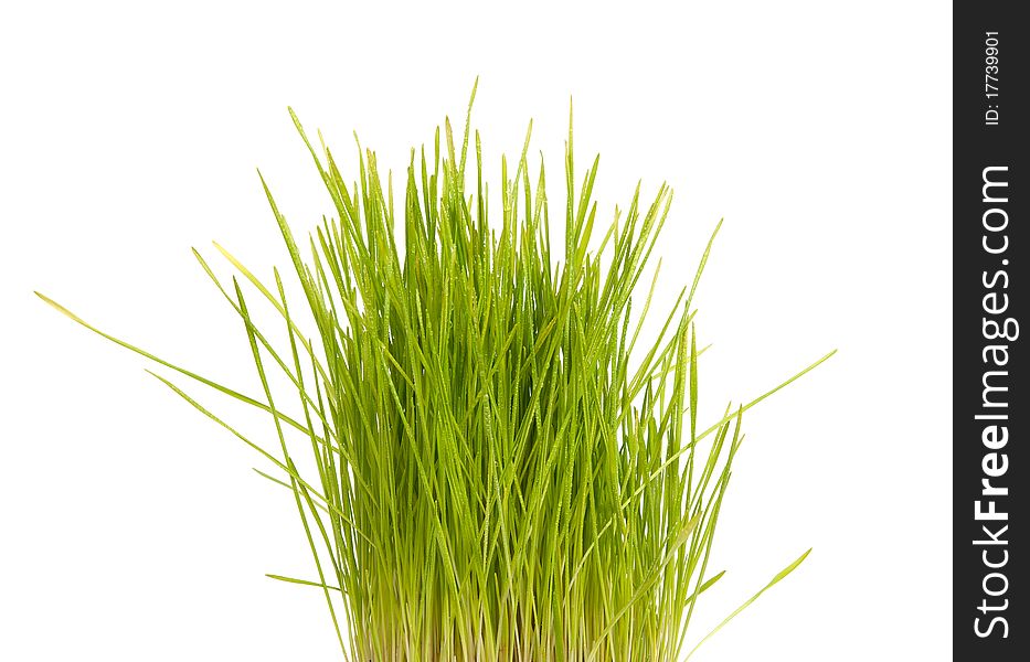 Grass with the drops of water against the white background. Grass with the drops of water against the white background.