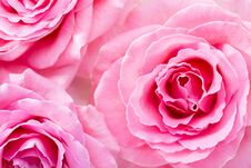 Floral Background With Pink  Roses. Selective Focus Stock Photography