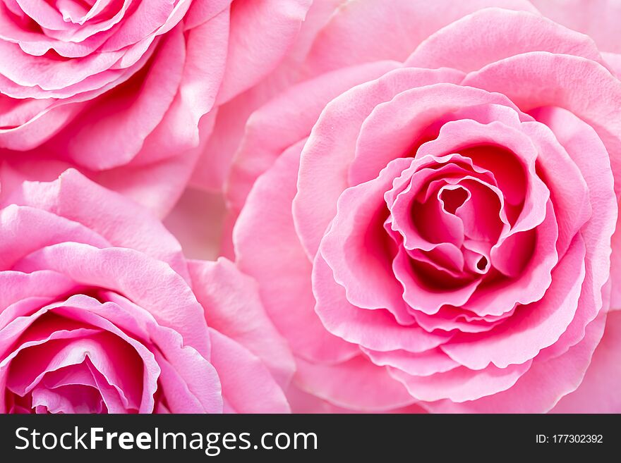 Floral background with pink Roses. Selective focus.