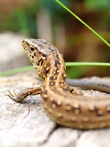 Sand Lizard Stock Photography Sand Lizard Stock Photography