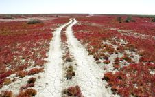Road Through The Red Vegetation. Stock Photography