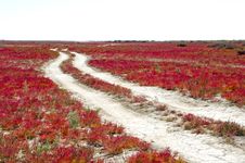 Road Through The Red Vegetation Royalty Free Stock Photography