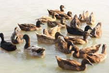 Mallard Ducks Stock Photography