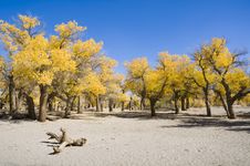 Inner Mongolia Royalty Free Stock Photography Inner Mongolia Royalty Free Stock Photography