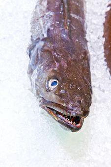 Fresh Fish On Ice For Selling At The Market Stock Photo Fresh Fish On Ice For Selling At The Market Stock Photo