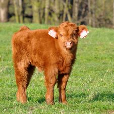 Cute Calf Of Highland Cattle Royalty Free Stock Photo