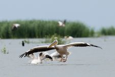 White Pelican Landing Stock Photo