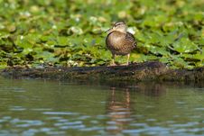 Mallard Duck Female Stock Photos Mallard Duck Female Stock Photos