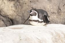 Humboldt Penguin Stock Image Humboldt Penguin Stock Image