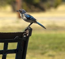 Blue Jay Royalty Free Stock Photo Blue Jay Royalty Free Stock Photo