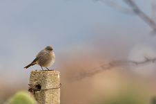 Bird On The Fence Stock Image Bird On The Fence Stock Image