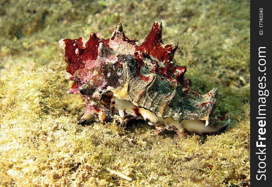 A shell living in Kenya coral reef of Watamu.