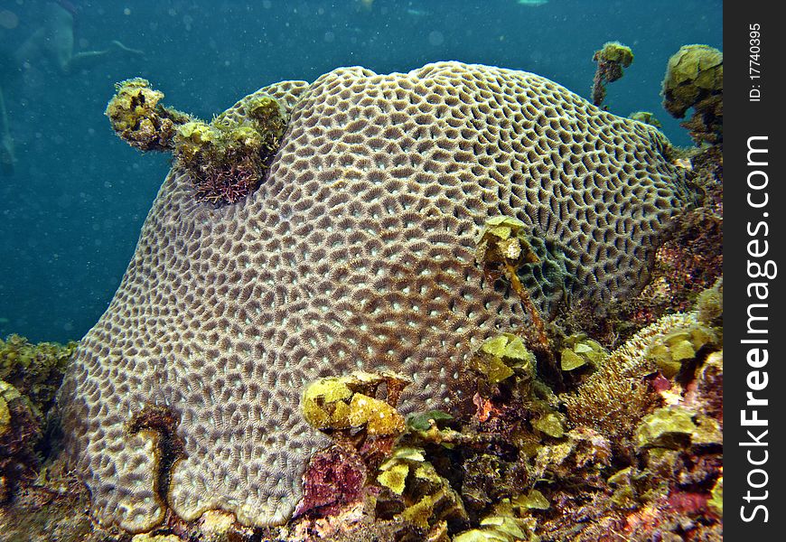 Underwater view of a nice coral in Watamu coral reef, in Kenya