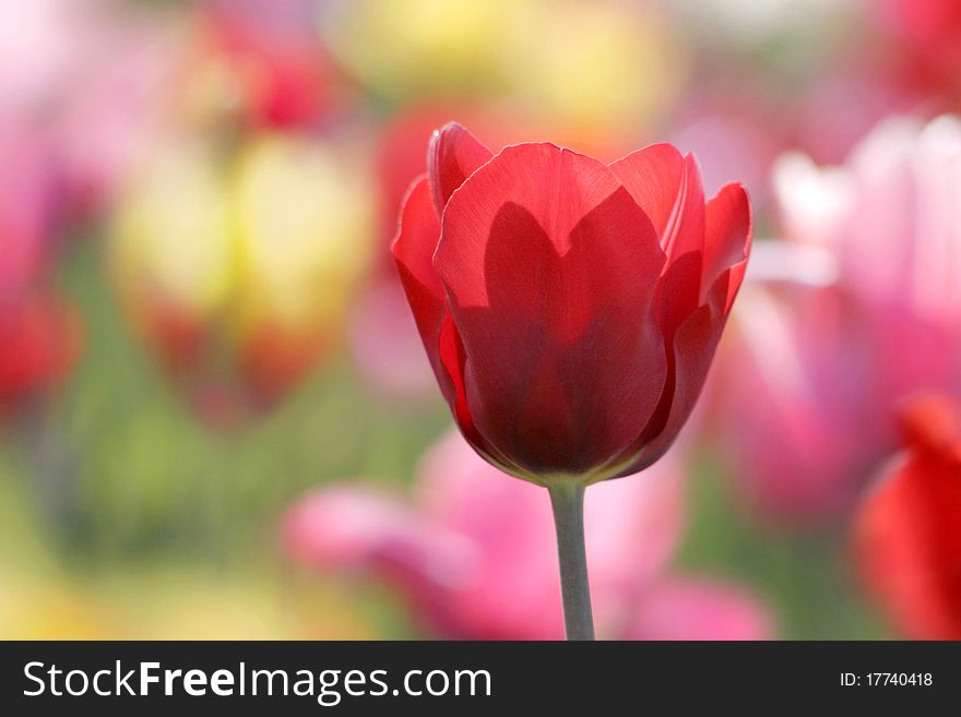 Red, pink and yellow tulips blooming in a garden, a red one closeup. Red, pink and yellow tulips blooming in a garden, a red one closeup