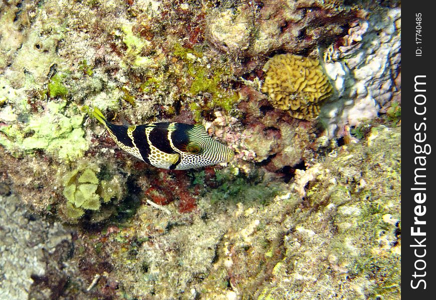 A little Valentini's puffer living in the coral reef of Kenya. 
italian name: Pesce Palla di Valentini
scientific name: Canthigaster valentini
english name: Valentini's sharpnose puffer