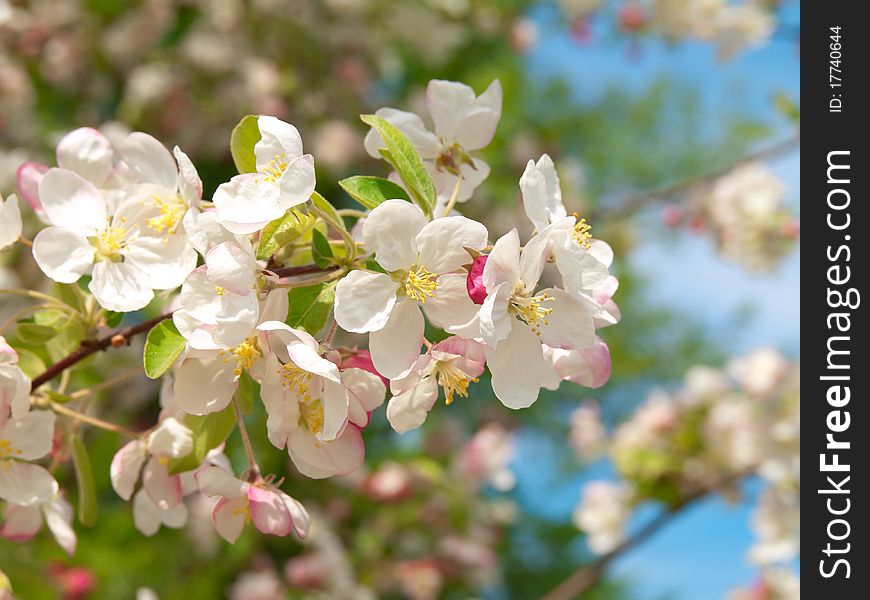 Branch blossoming apple-tree in the spring. Branch blossoming apple-tree in the spring