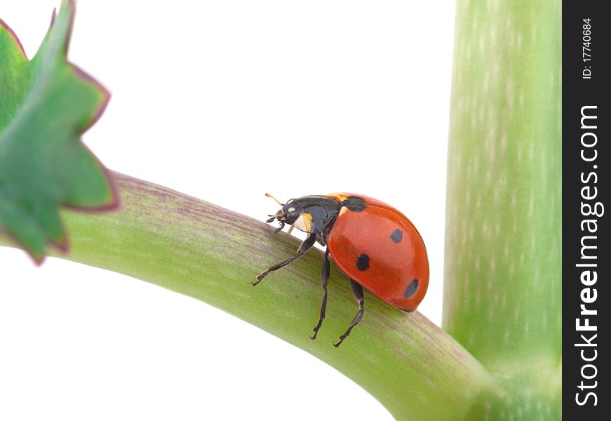 Ladybug on a plant, isolated on white background