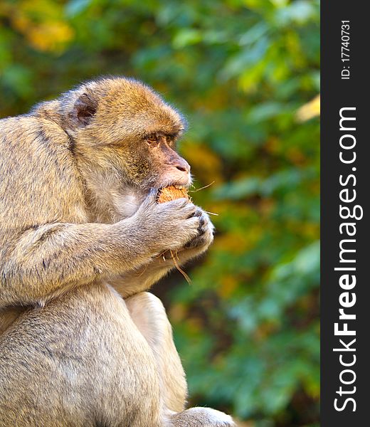 Portrait of macaque in the nature