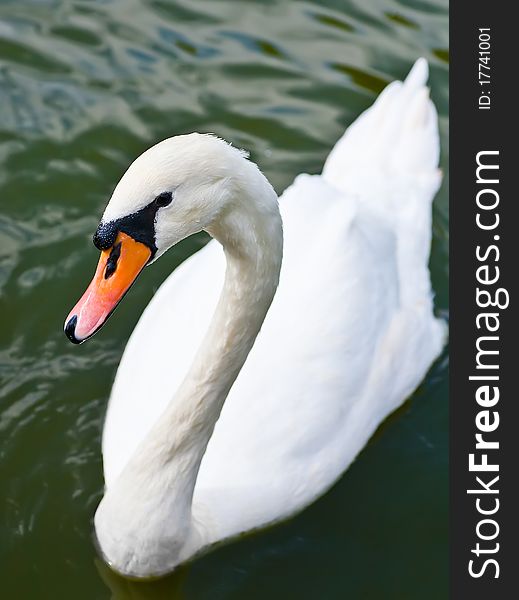 Beautiful white swan on the water