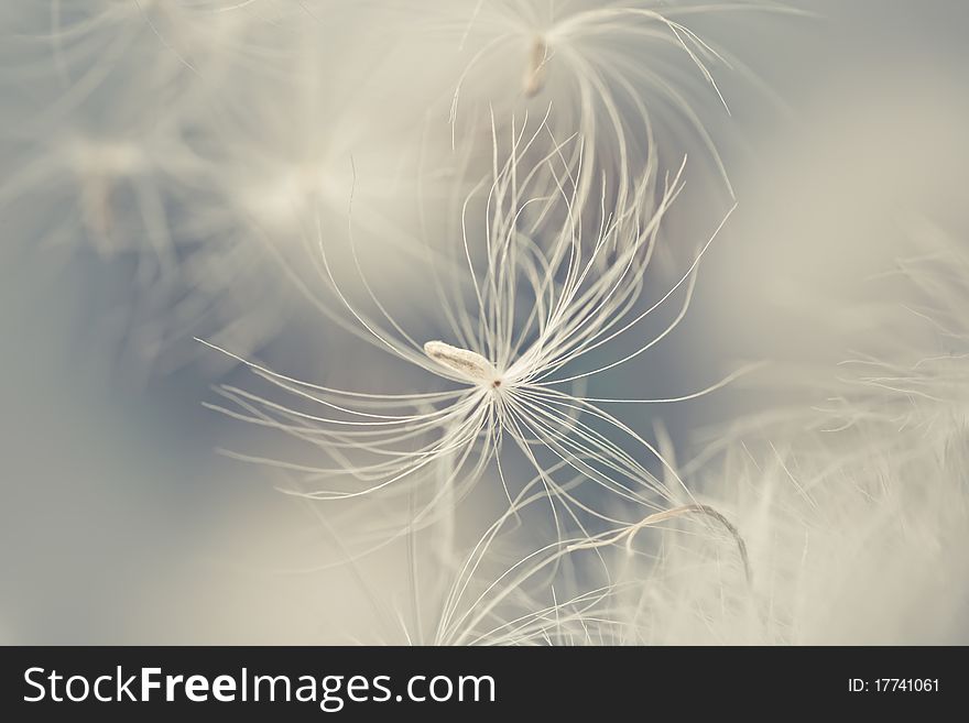 Abstract photo of white  feather. Abstract photo of white  feather