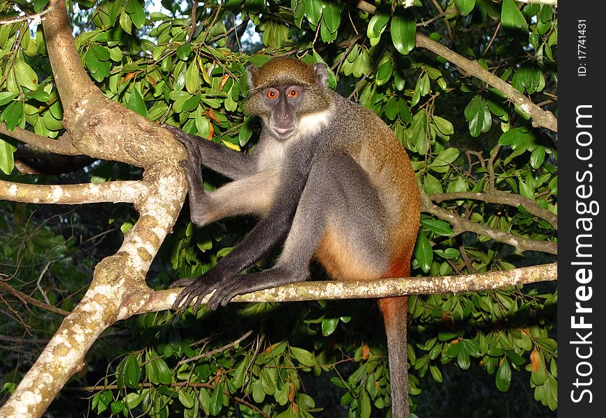 African monkey in a tree