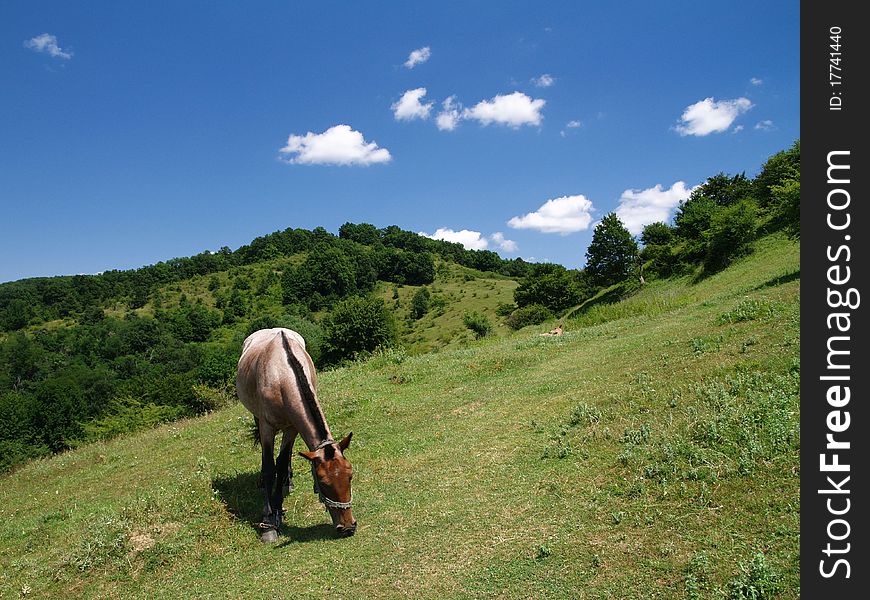 Landscape - horse grazing in the mountains