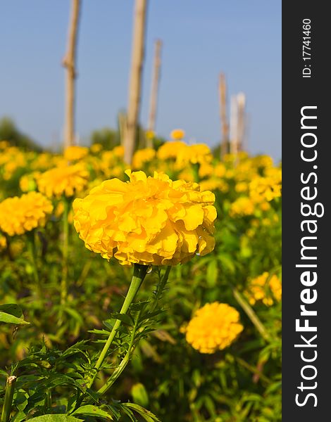 Marigold field in country thailand