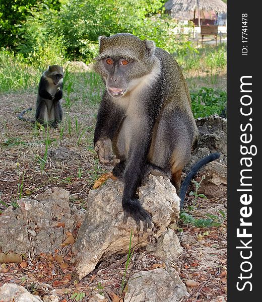 A couple of wild monkeys from Watamu forest, in Kenya. A couple of wild monkeys from Watamu forest, in Kenya