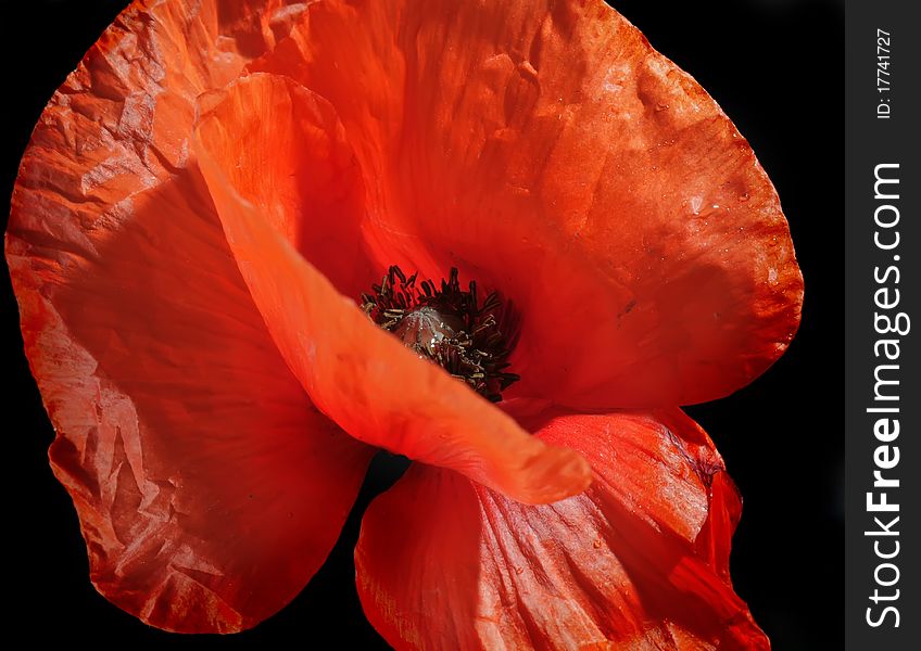 Closeup of red poppy, isolated on black