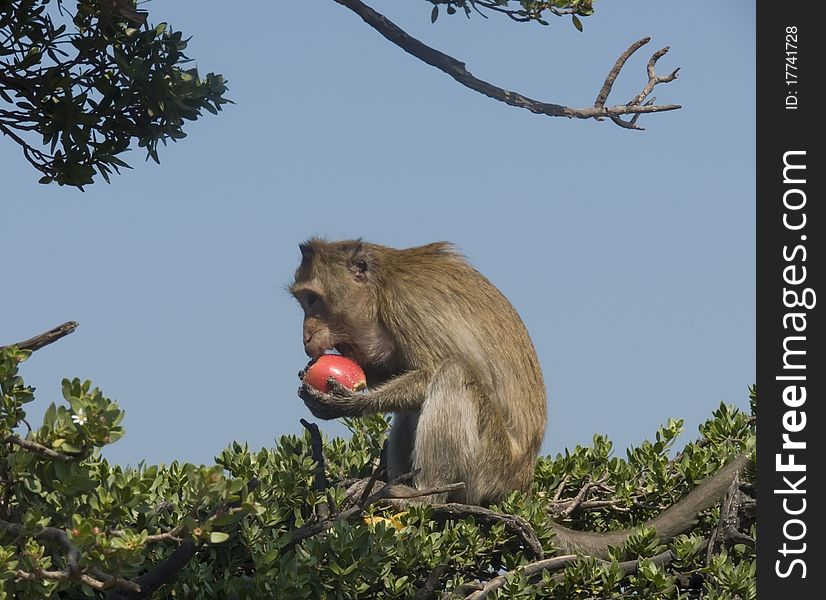 The monkey sitting on a tree bites an apple. The monkey sitting on a tree bites an apple