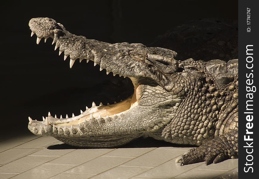 Open mouth of a crocodile