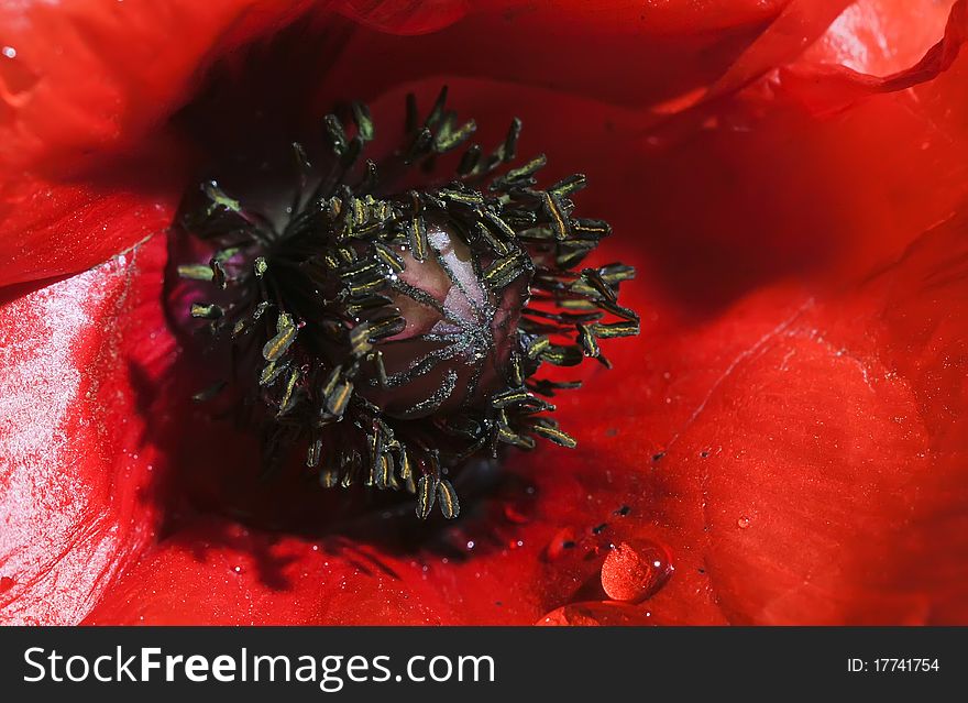 Closeup Of Red Poppy