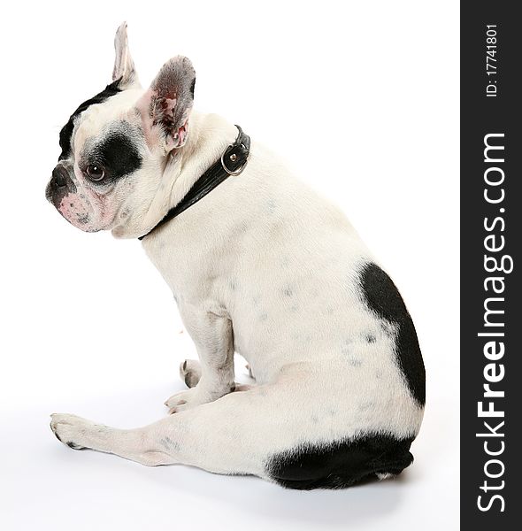 The French bulldog on a white background