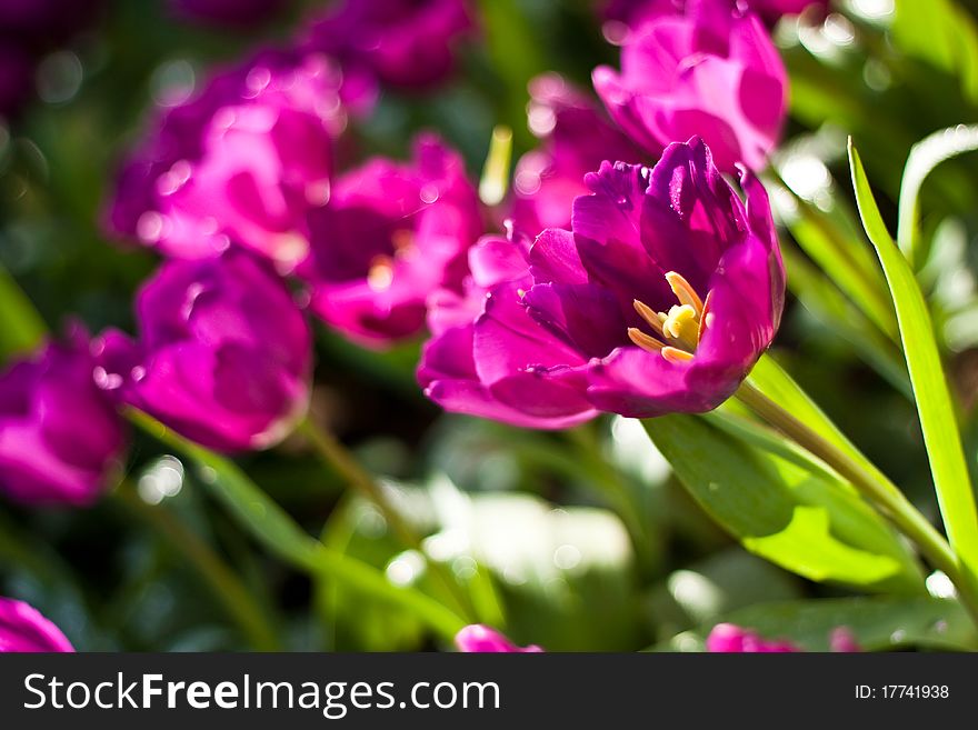 The tulips, blooming in a garden. Colorful flowers