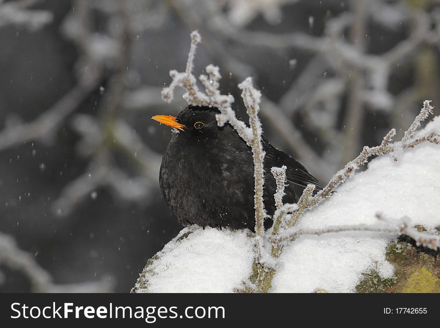 Blackbird during snowfall