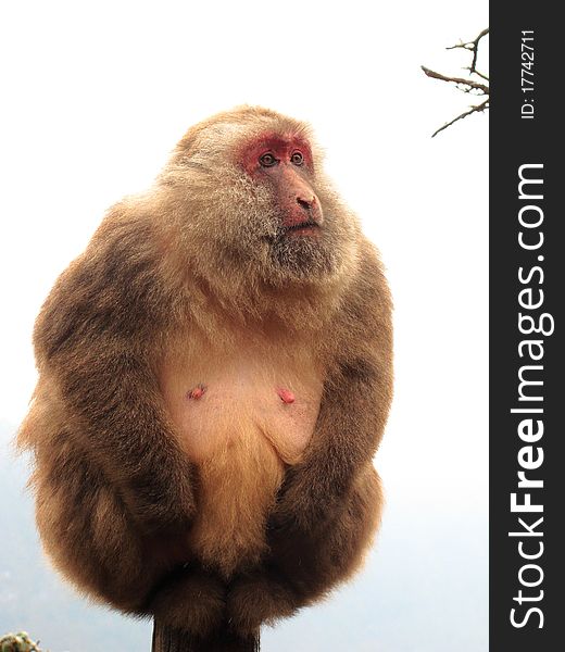 A fat wild monkey in the Emei Mountain China feel cold in winter