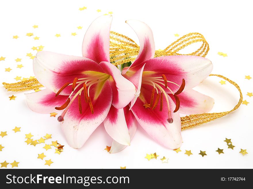 Pink lilies on a white background