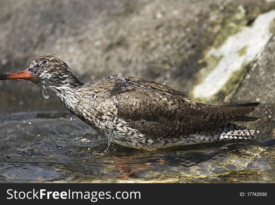 Common Redshank In Water