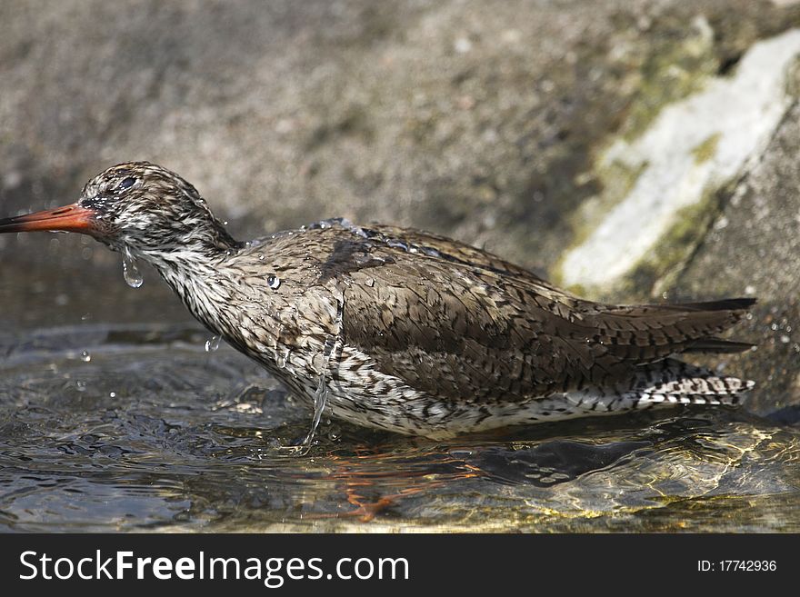 The Common Redshank or simply Redshank (Tringa totanus) is an Eurasian wader. The Common Redshank or simply Redshank (Tringa totanus) is an Eurasian wader.