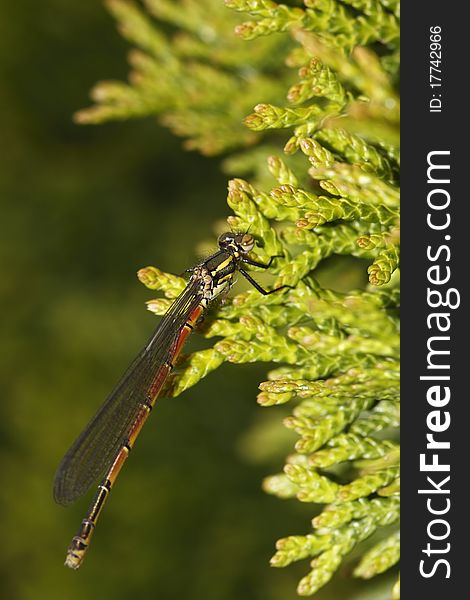 Emerald Damselfly (lestes sponsa) is a damselfly.