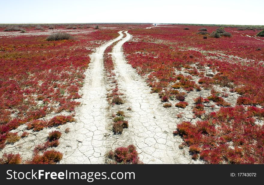 Road through the red vegetation,China. Road through the red vegetation,China.
