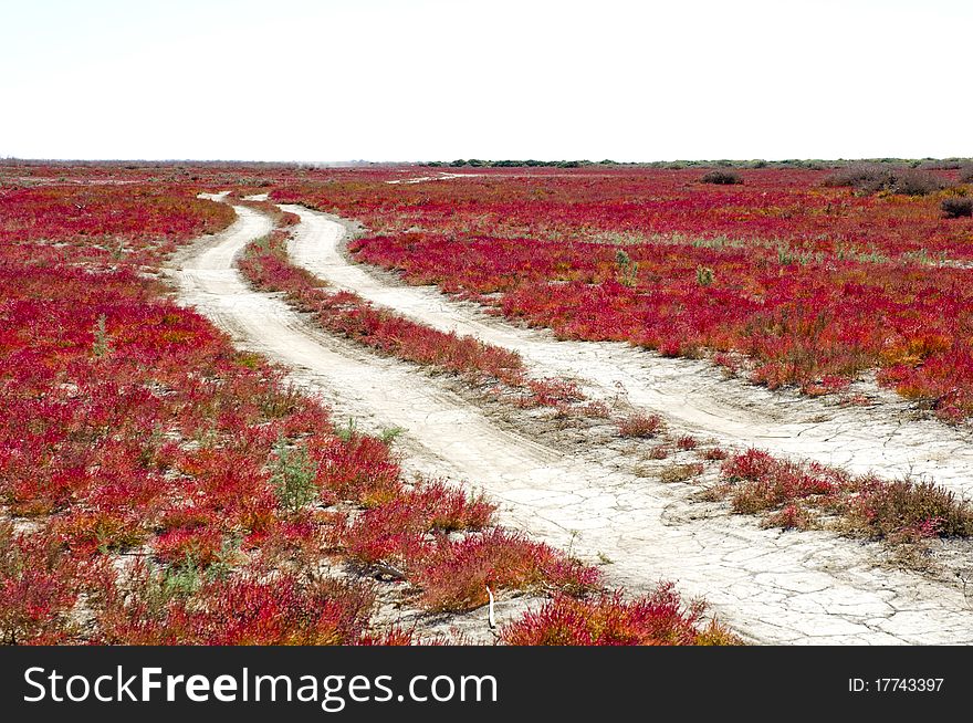 Road Through The Red Vegetation