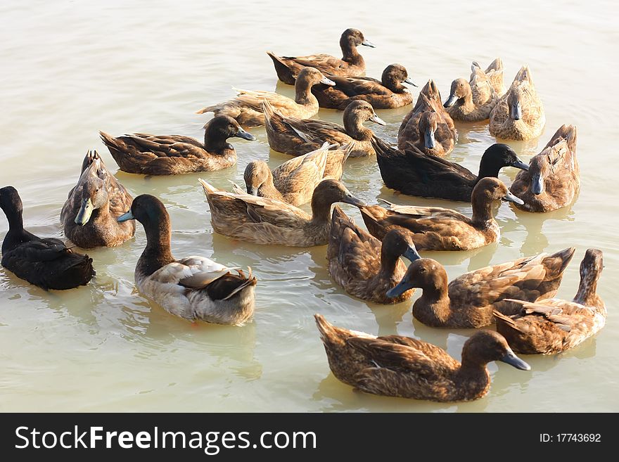 Mallard ducks are swiming at the pond