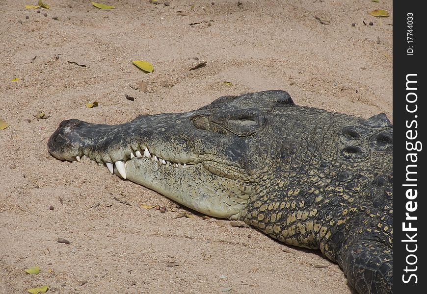 Head of a crocodile on sand