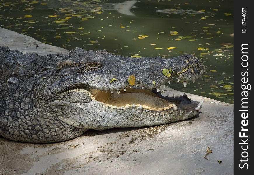 Open mouth of a crocodile