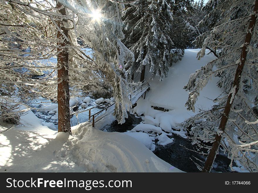 Sun shining through trees in winter forest