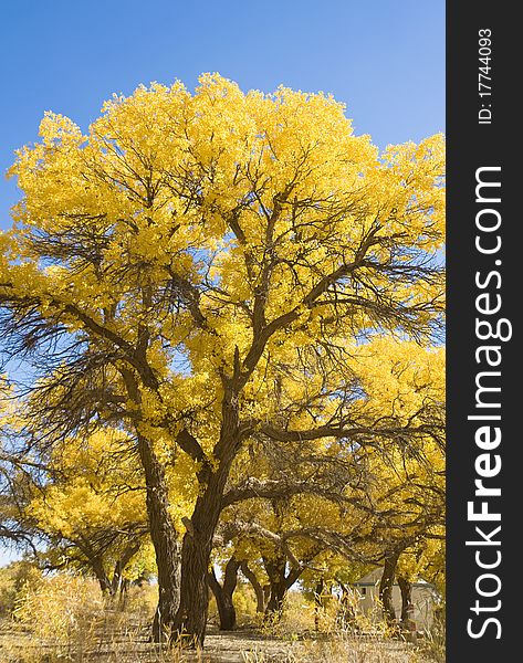 Inner Mongolia, China EJINAQI of Populus euphratica。