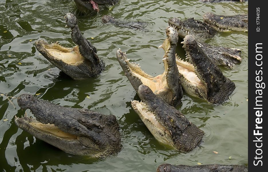 Open mouths of crocodiles sticking out of water. Open mouths of crocodiles sticking out of water